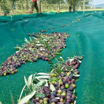 harvest olive net.jpg